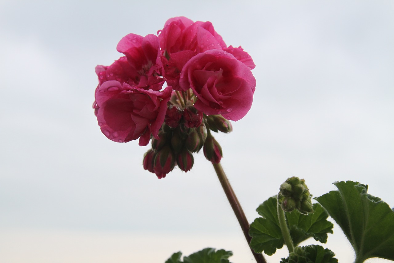 flower geranium free pictures free photo