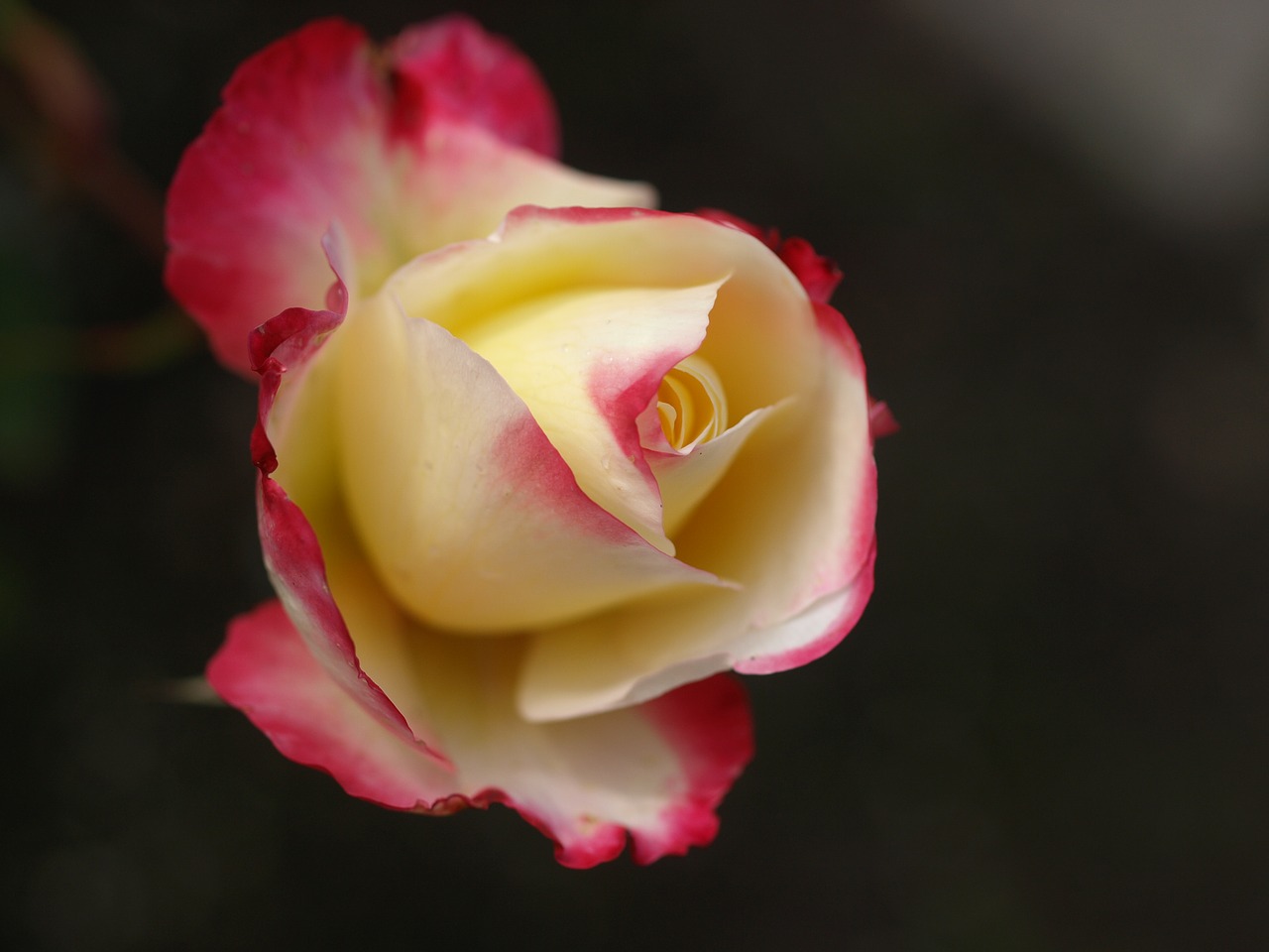 flower rose petal free photo