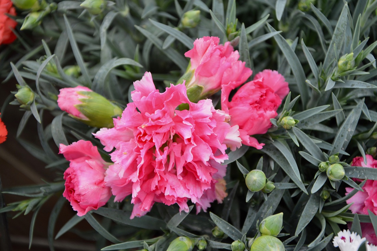 flower plant eyelet free photo