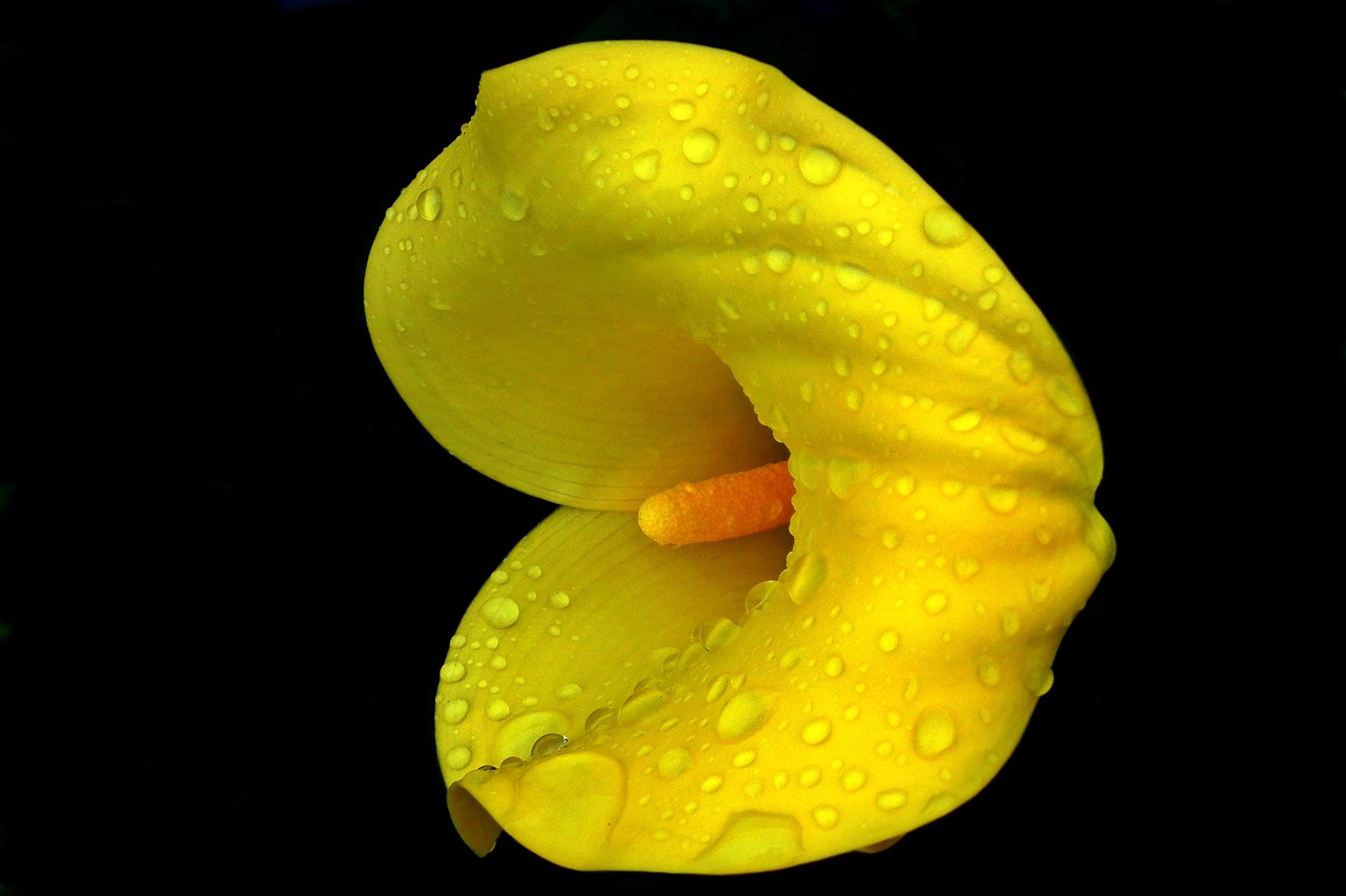 flower kalia yellow free photo