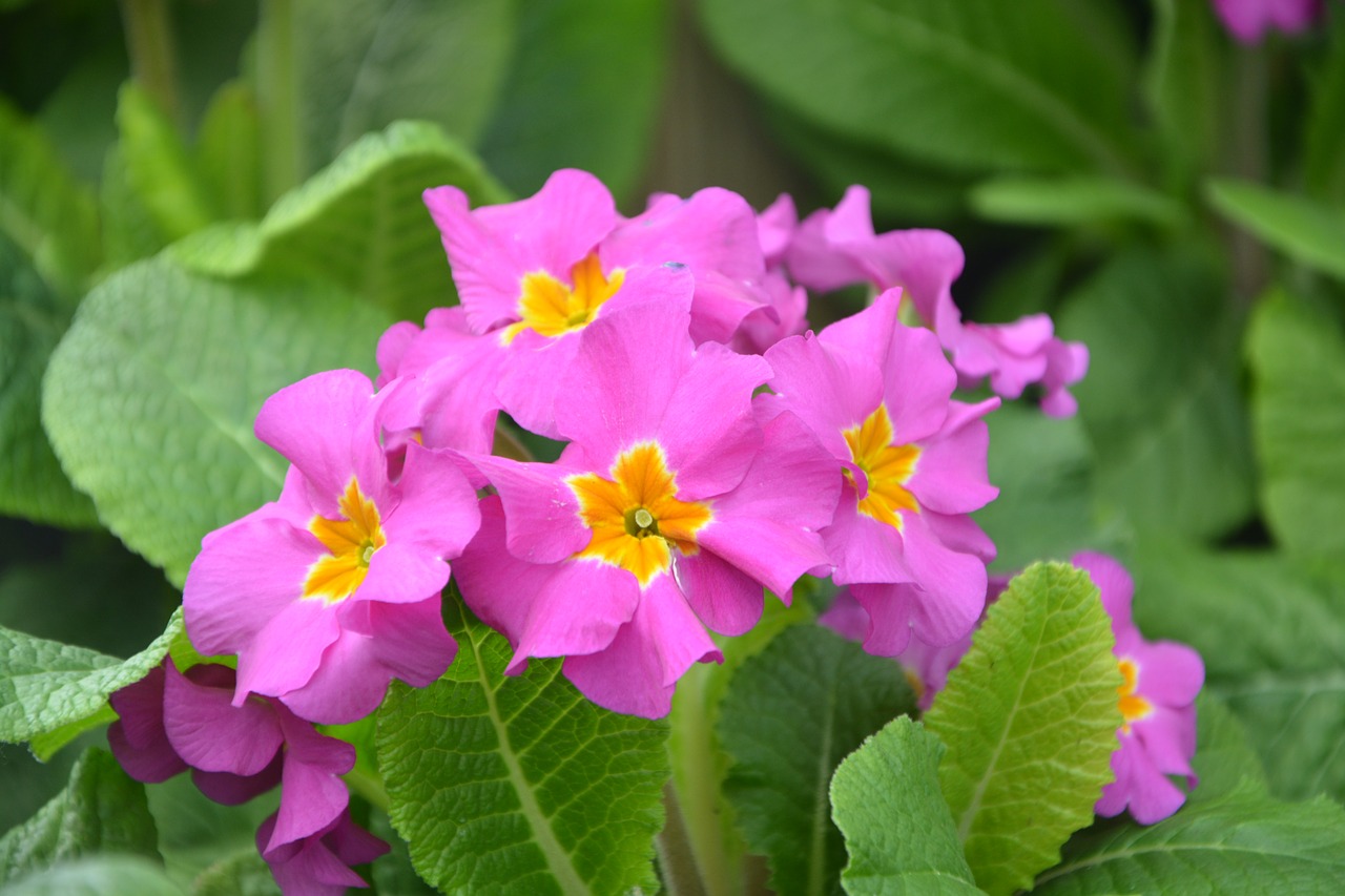 flower primroses roses nature free photo