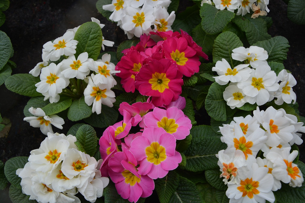 flower plant primula pink red white free photo