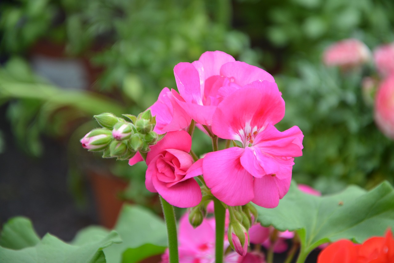 flower rose geranium nature free photo