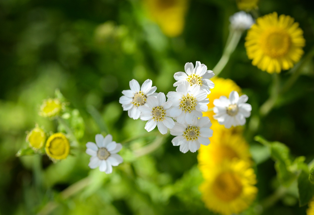 flower flora nature free photo