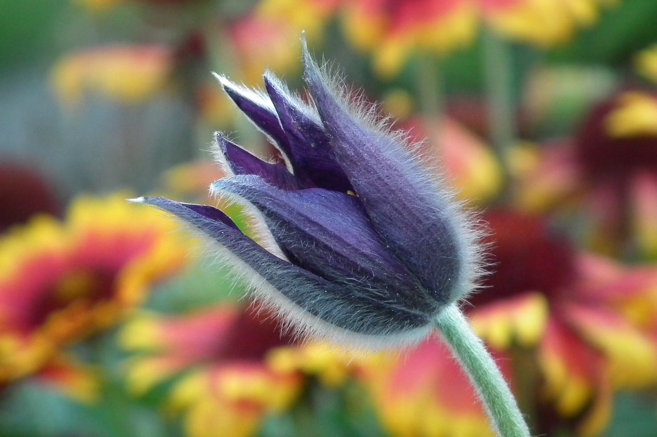 flower anemone nature free photo