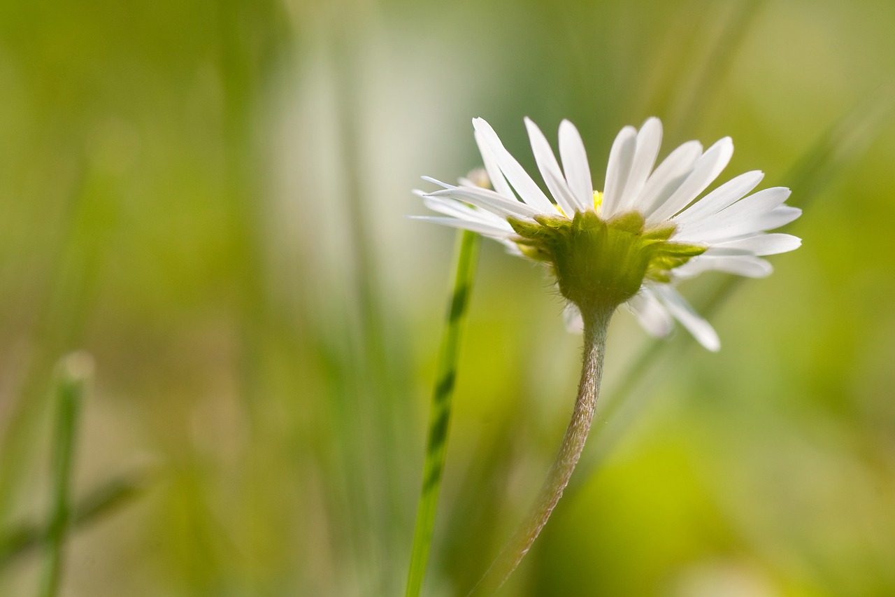 flower macro garden free photo