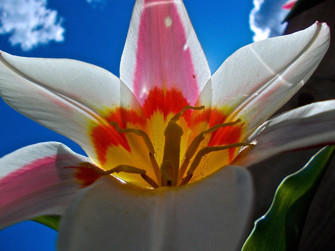 flower white yellow free photo