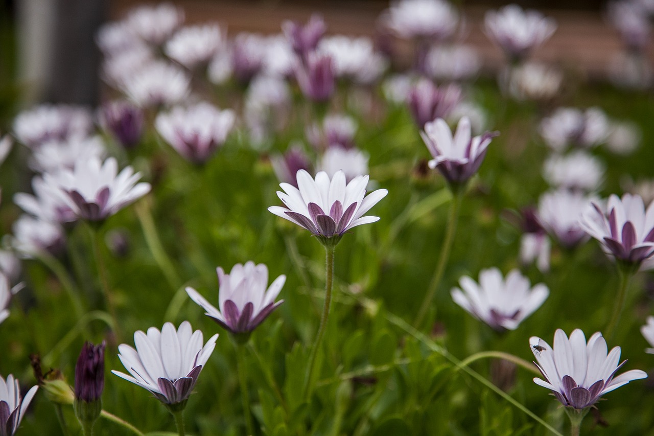 flower nature flora free photo