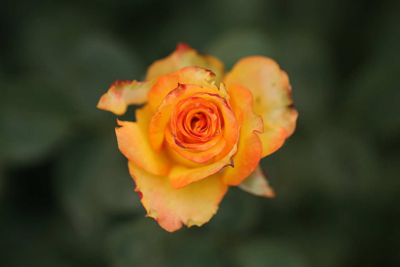 flower rose nature free photo