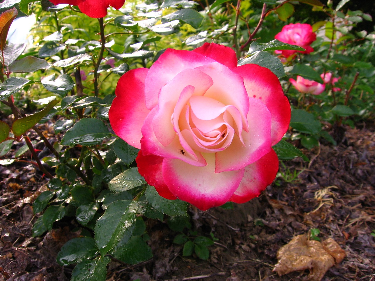 flower rose nature free photo