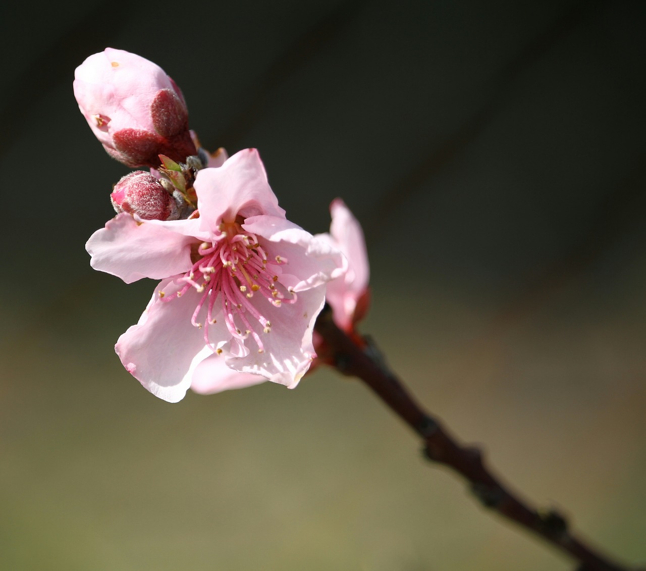 flower cherry branch free photo