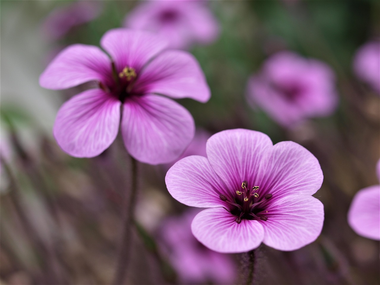 flower flora nature free photo