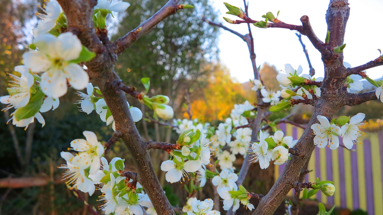 flower tree nature free photo