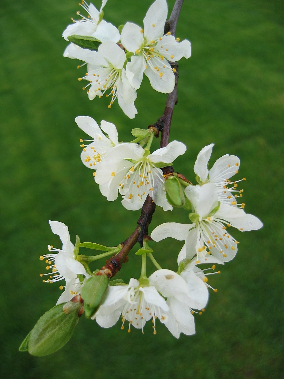 flower nature apple free photo