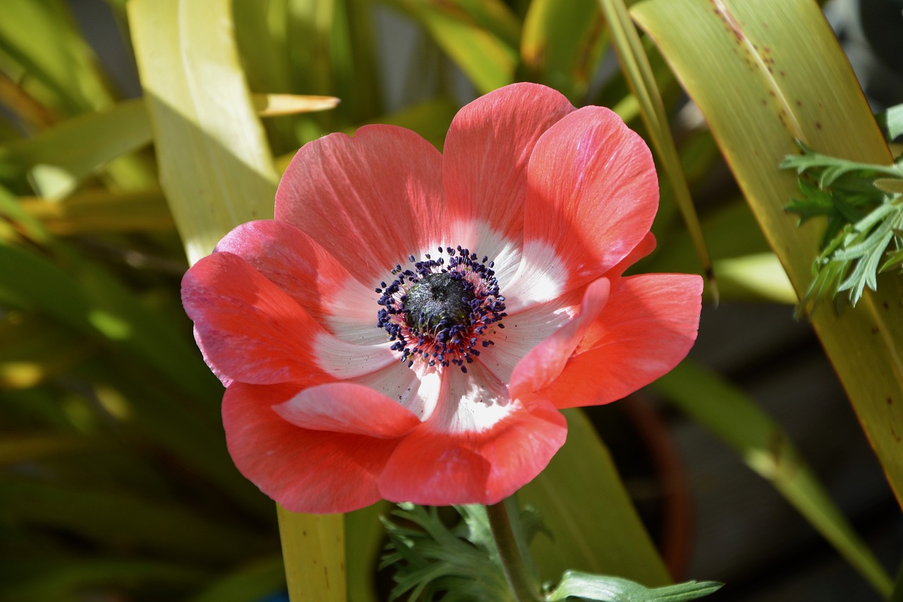 flower plant red anemone free photo