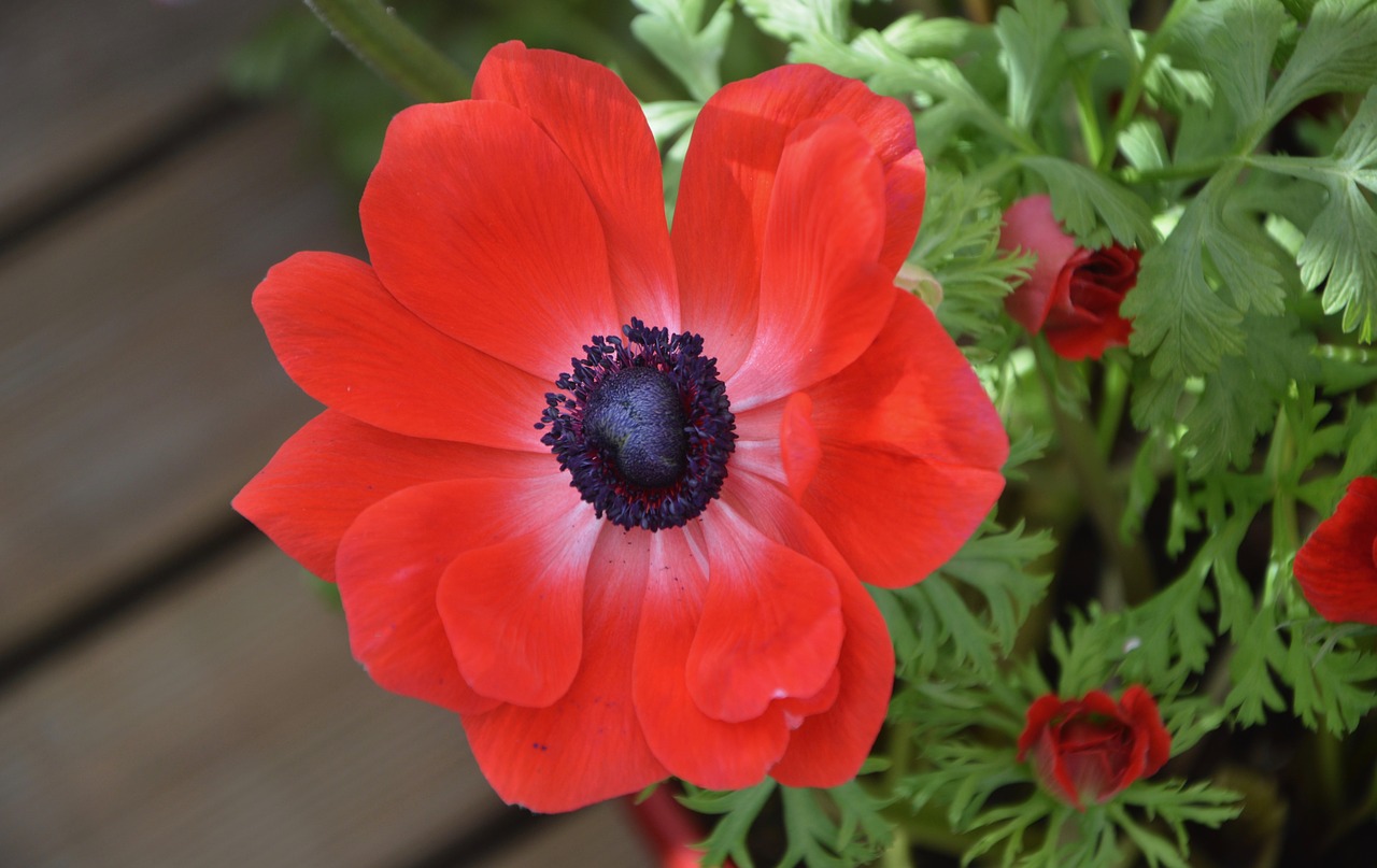 flower flower red anemone plant free photo