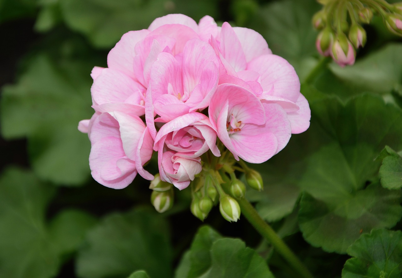 flower flower of geranium rose geranium free photo