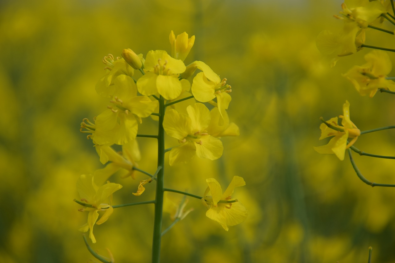 flower nature plant free photo