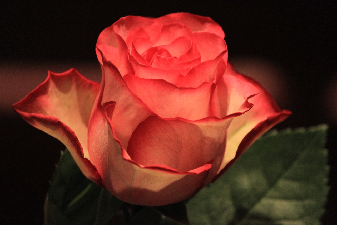 flower rose love free photo