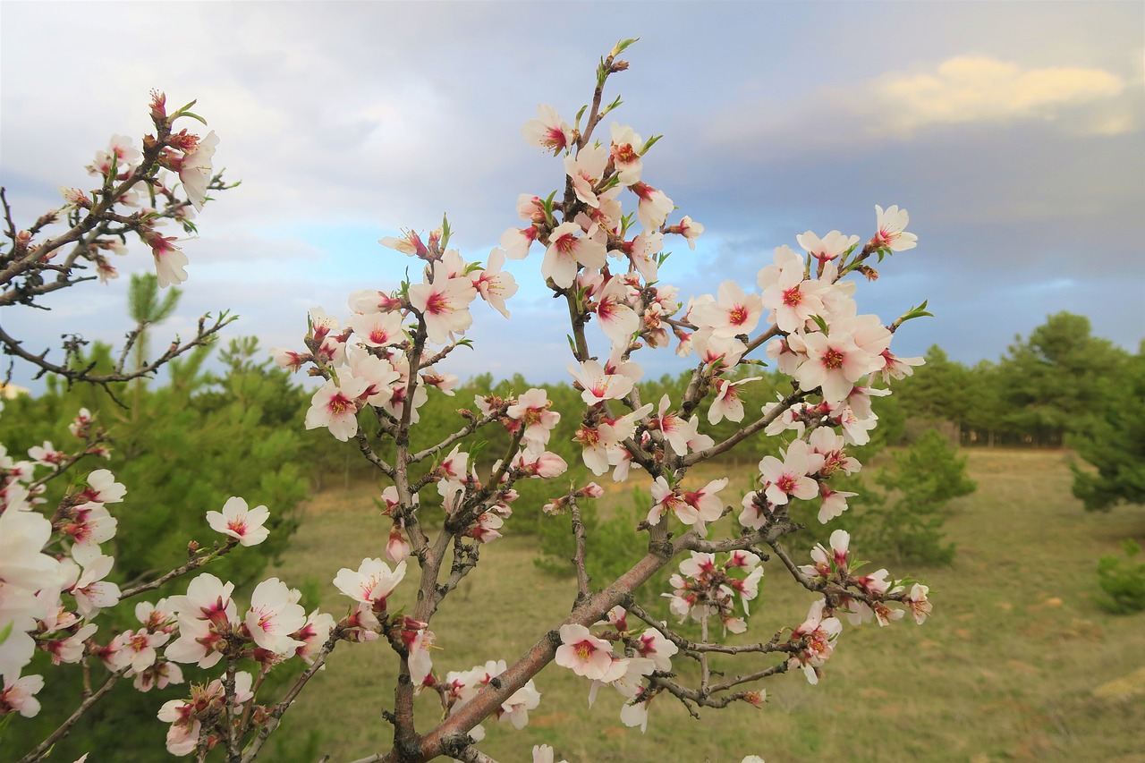 flower tree spring free photo