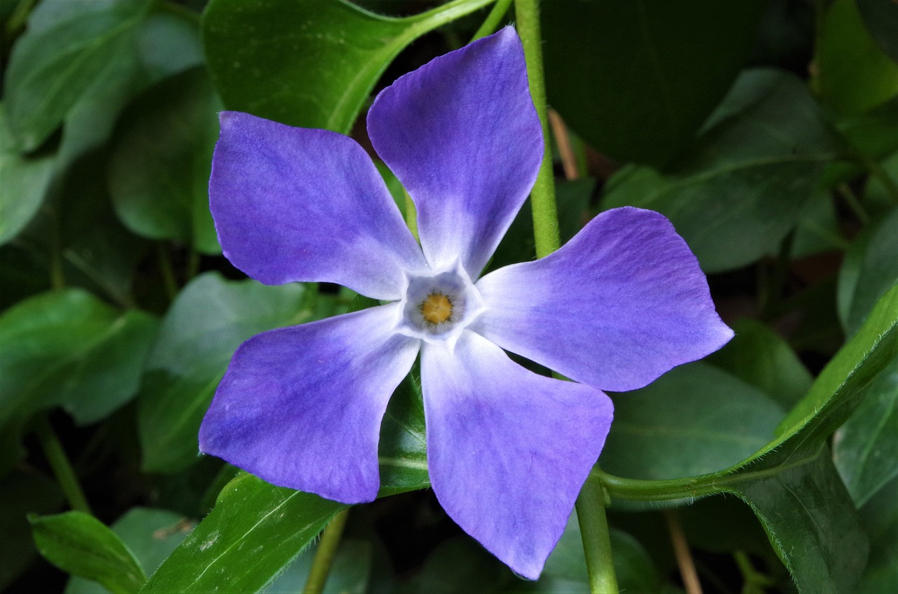 flower purple flower lilac flower free photo