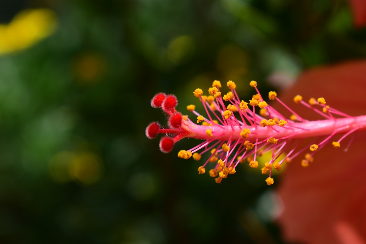 flower nature plant free photo