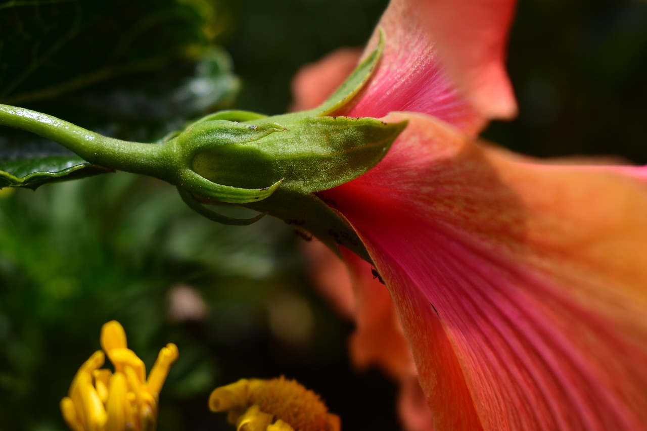 flower nature plant free photo