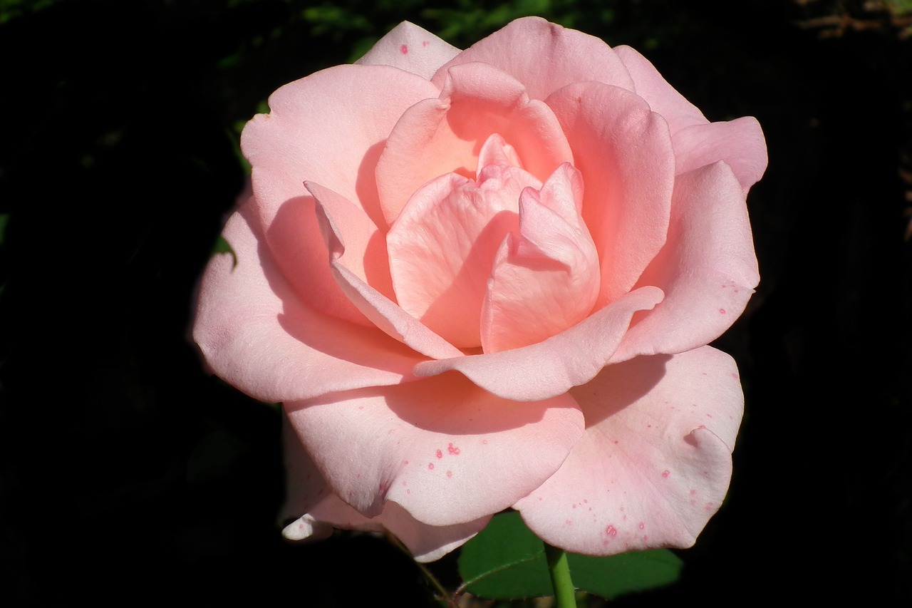 flower rose pink free photo