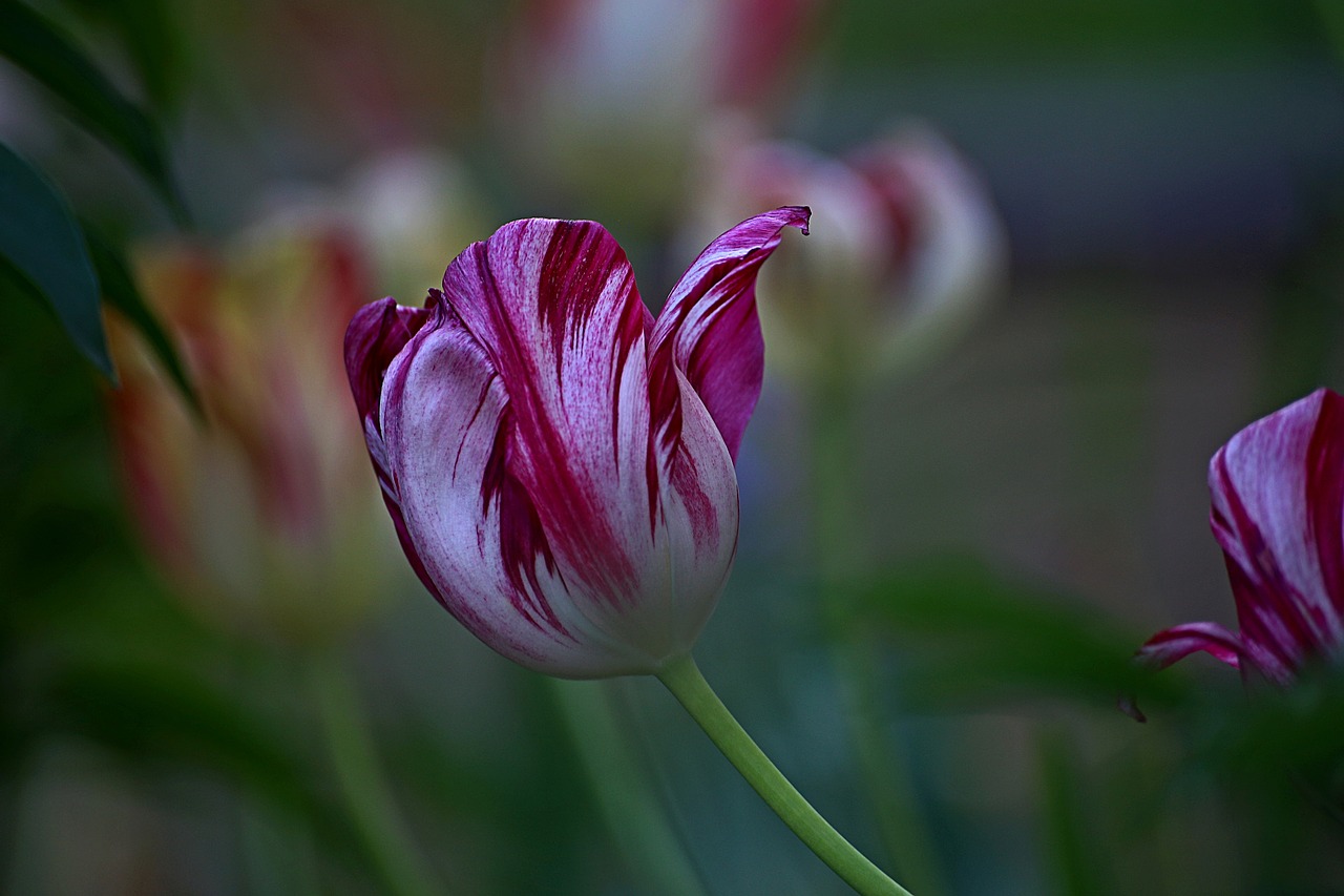 flower nature plant free photo