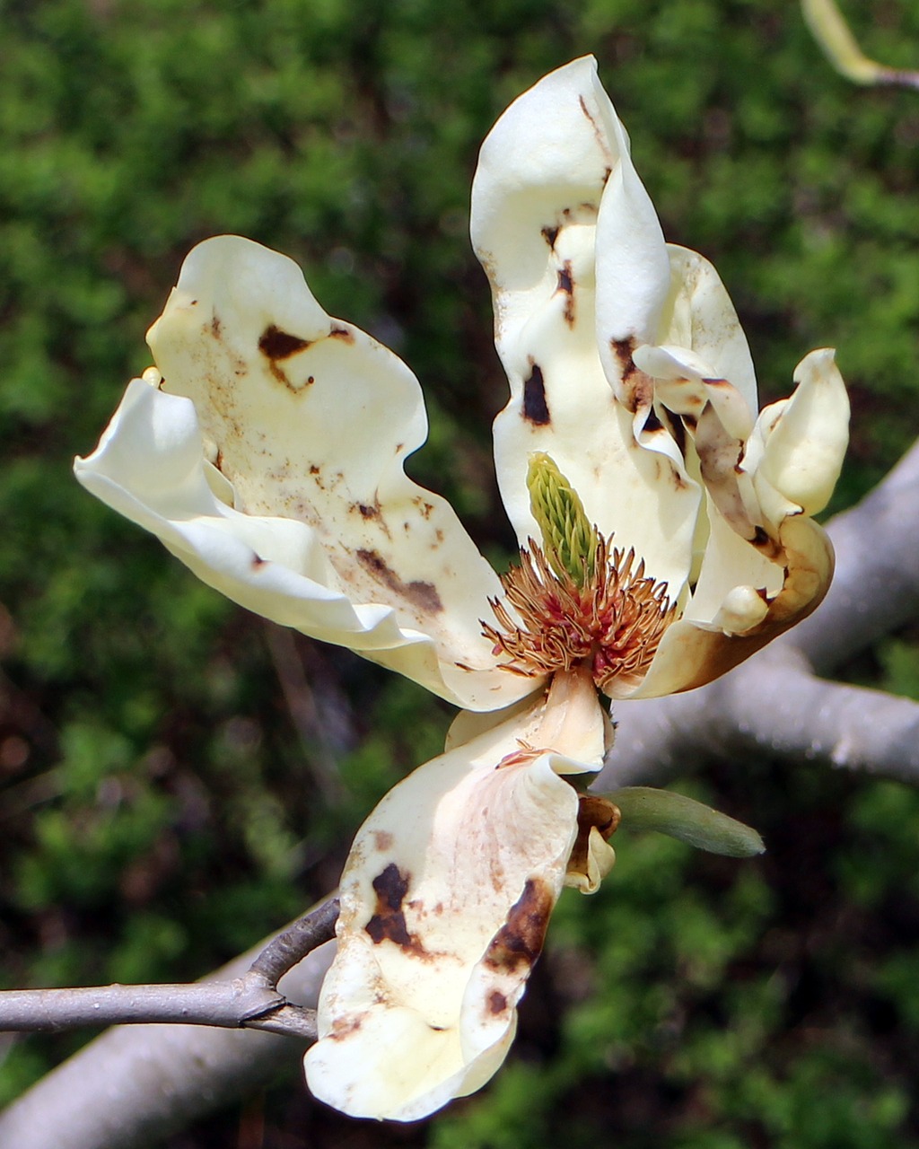 blossom bloom tree free photo