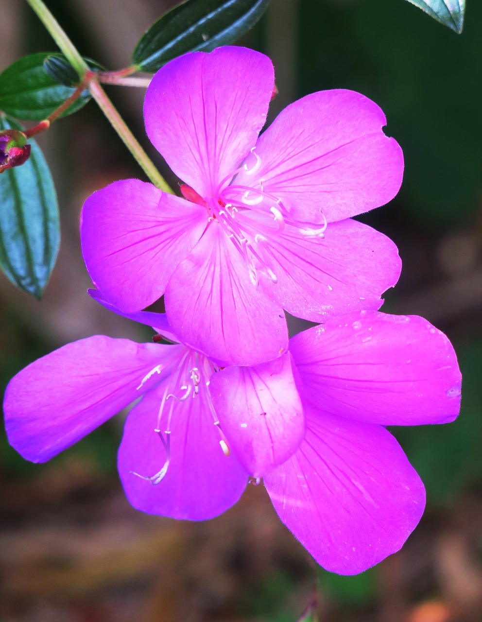 flower nature plant free photo