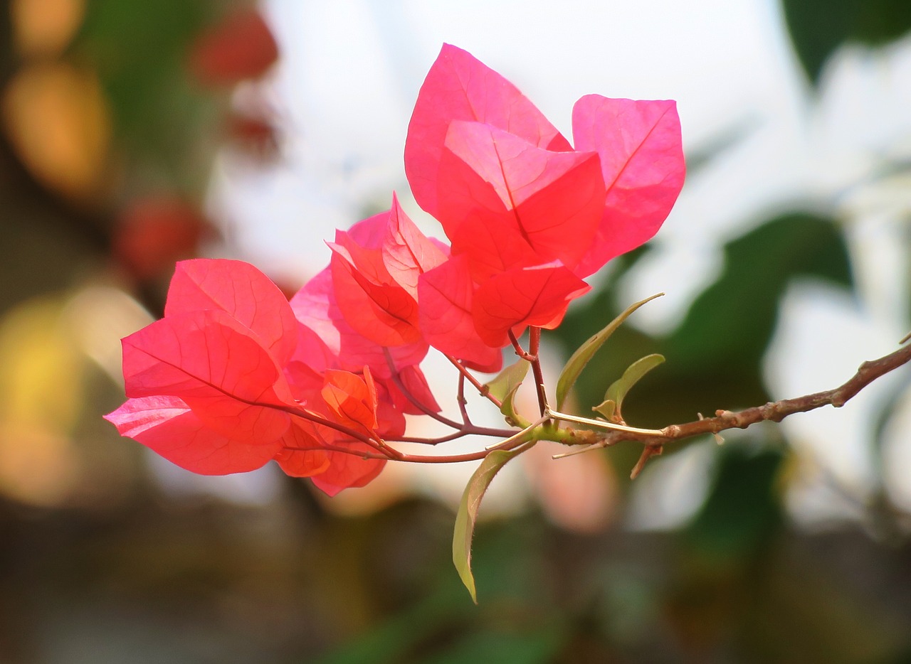 flower plant nature free photo