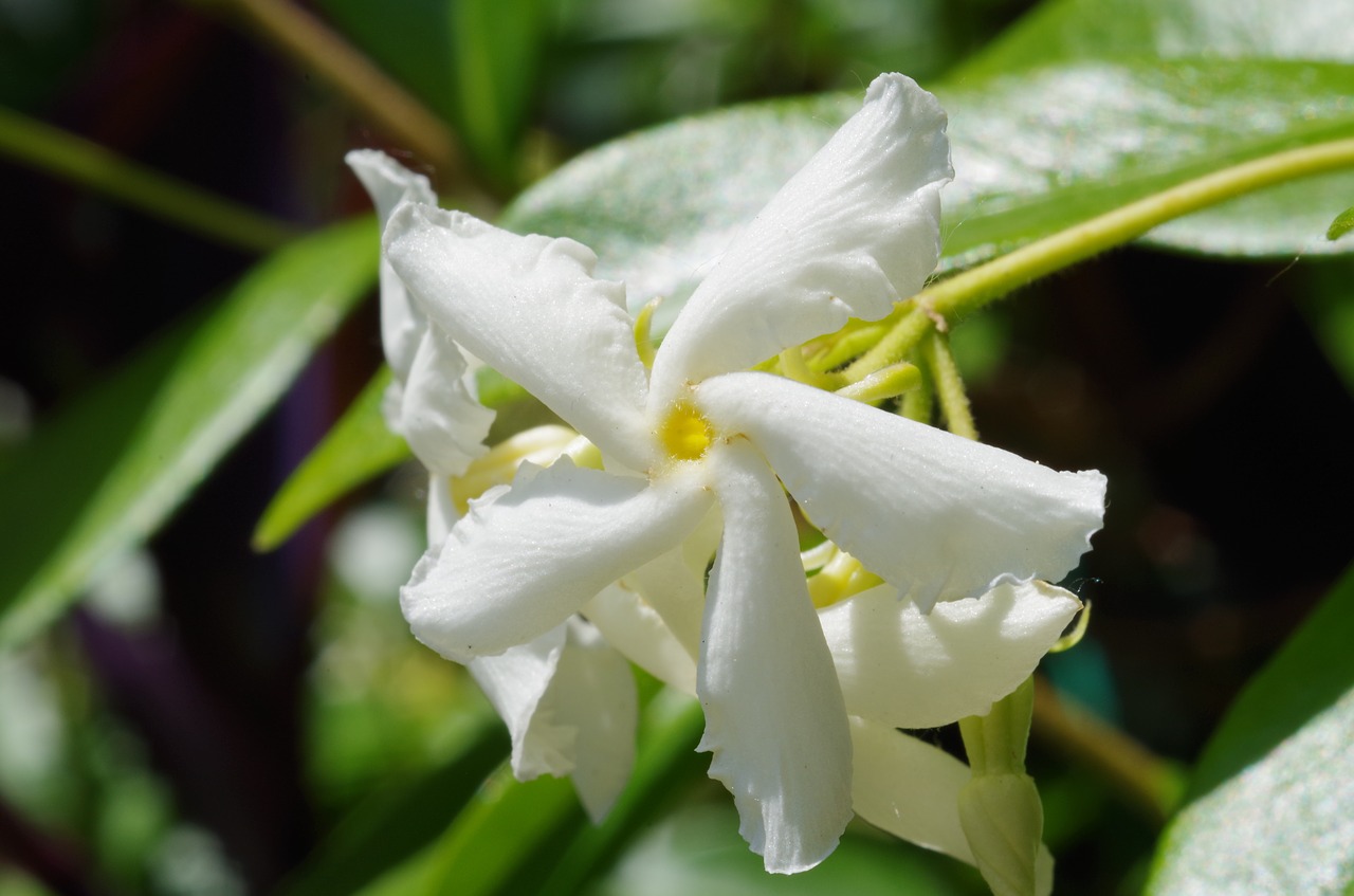 flower white white flower free photo