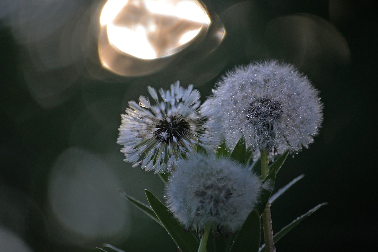 flower plant nature free photo