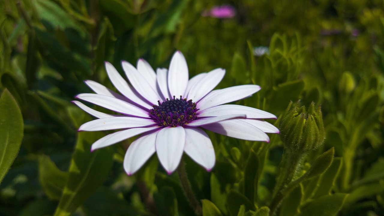 flower plant nature free photo