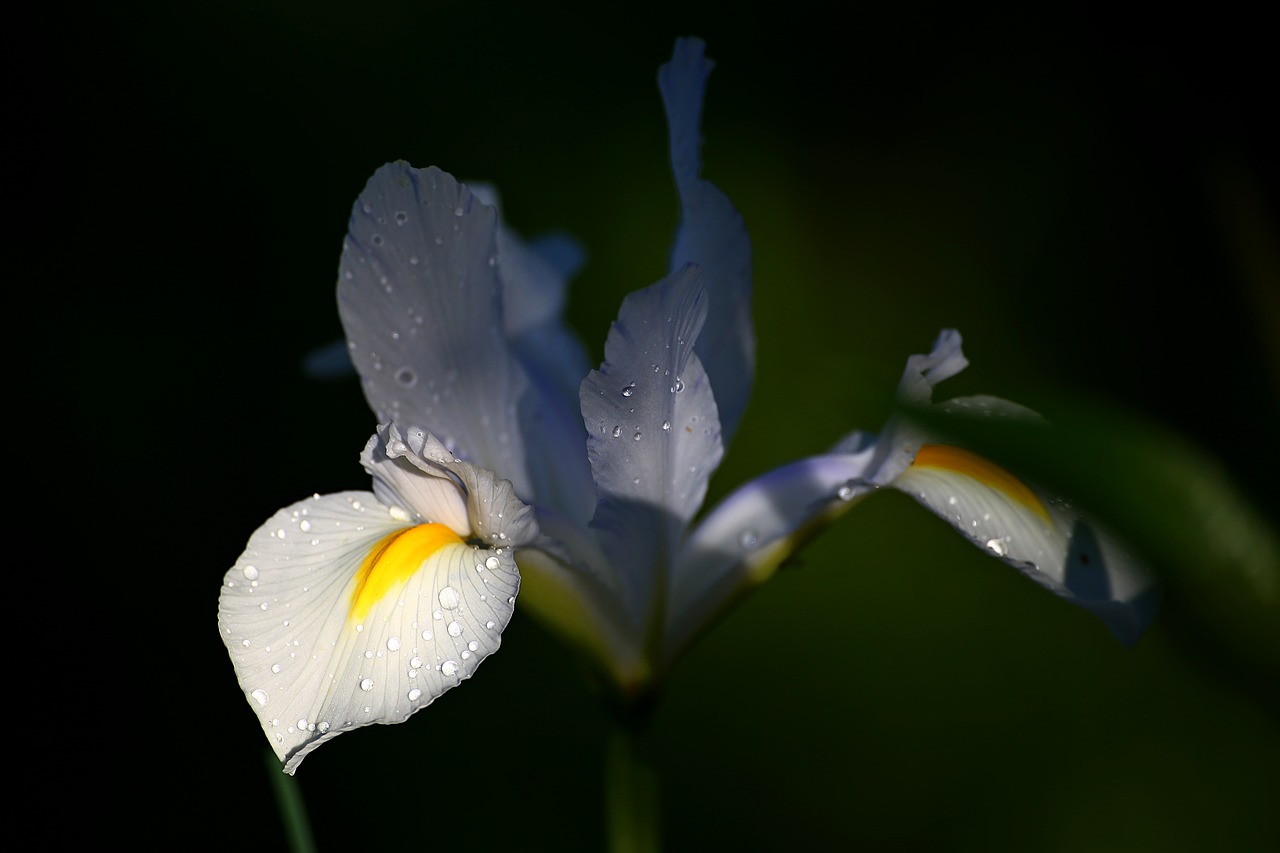 flower outdoors plant free photo