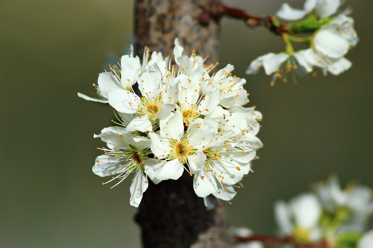 flower nature plant free photo