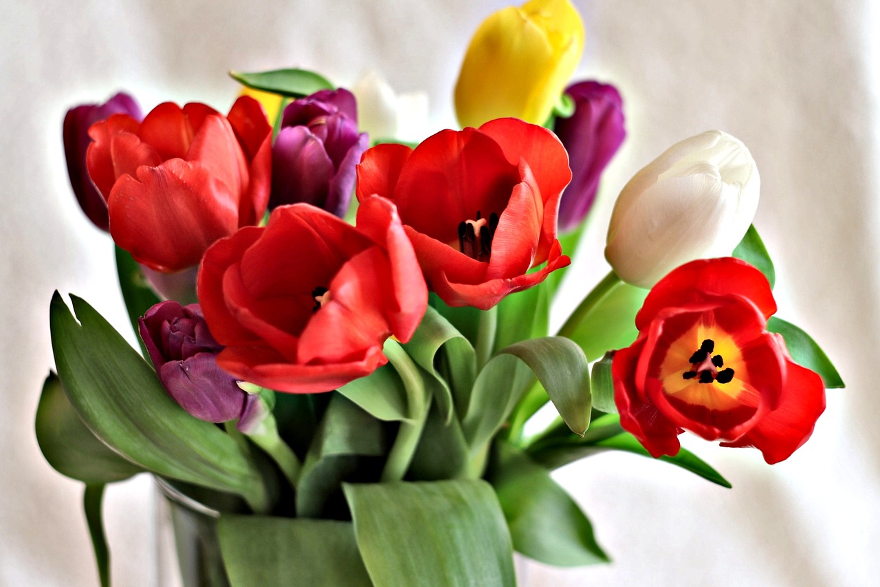 flower tulip plant free photo