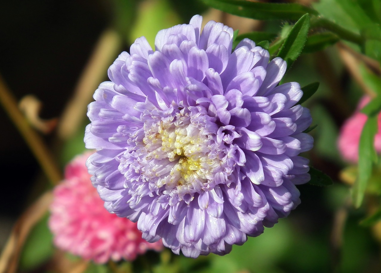 flower aster autumn free photo