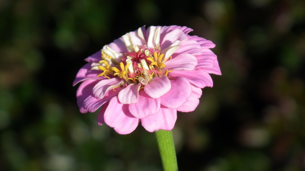 flower zinnia pink free photo