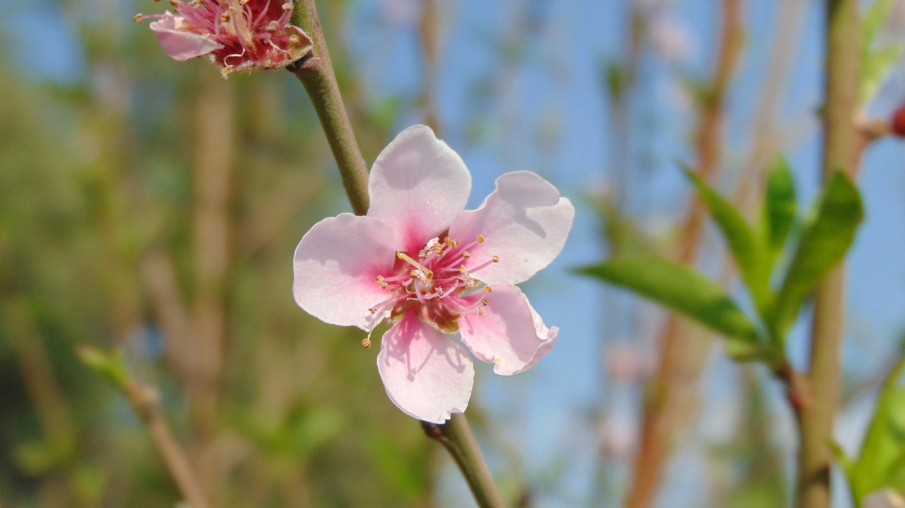 flower plant nature free photo