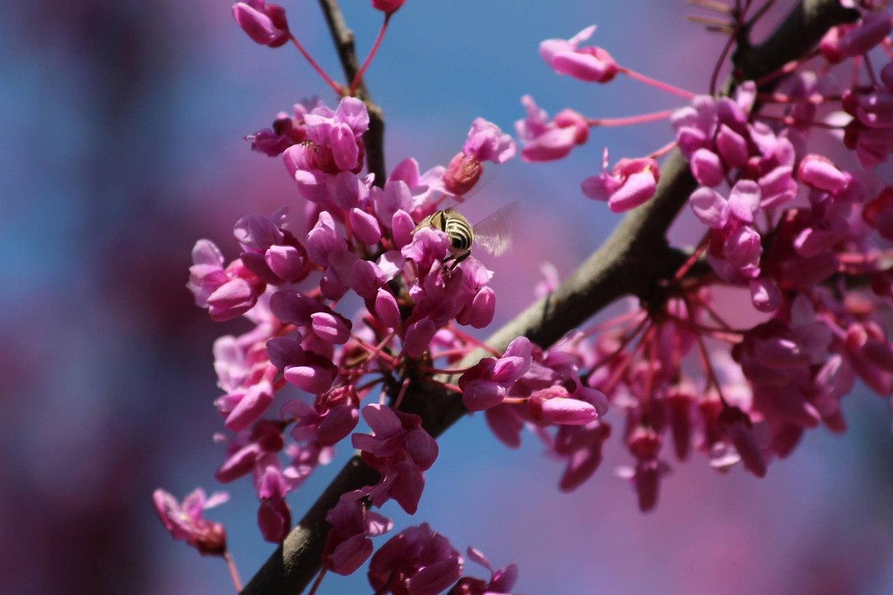 flower nature tree free photo