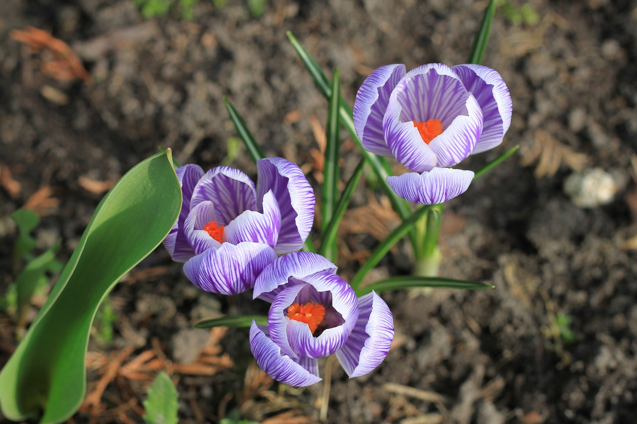 flower flowers plant free photo