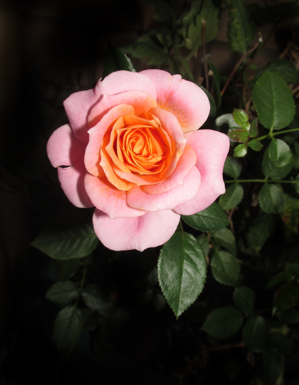 flower rose petal free photo