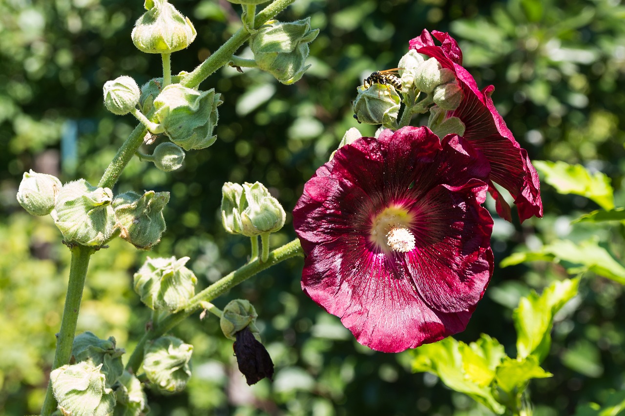 flower plant nature free photo