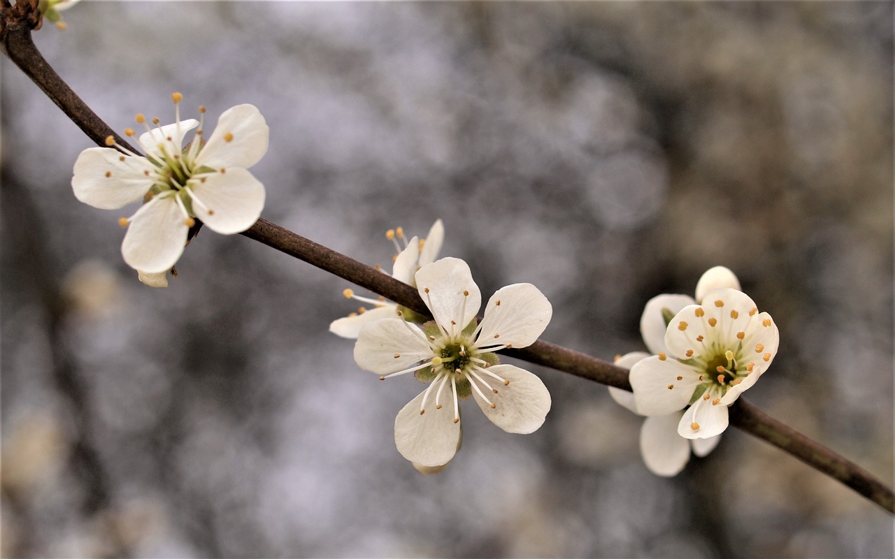 flower tree nature free photo