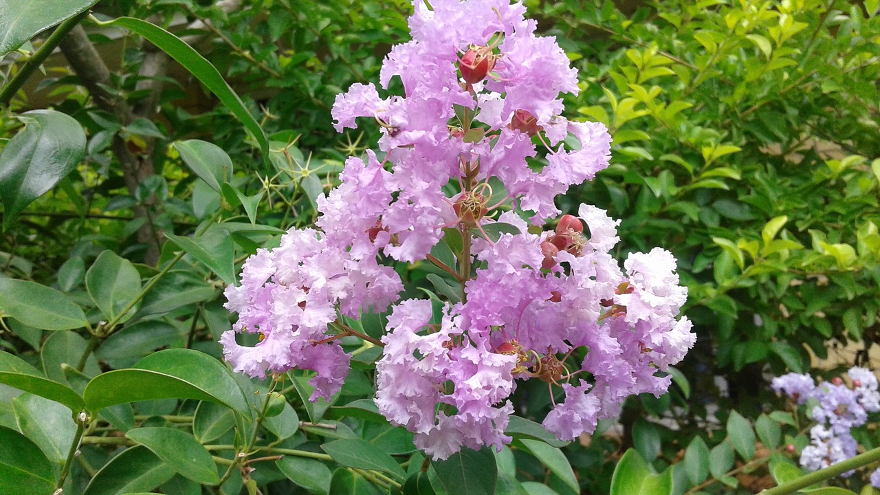 flower plant garden free photo