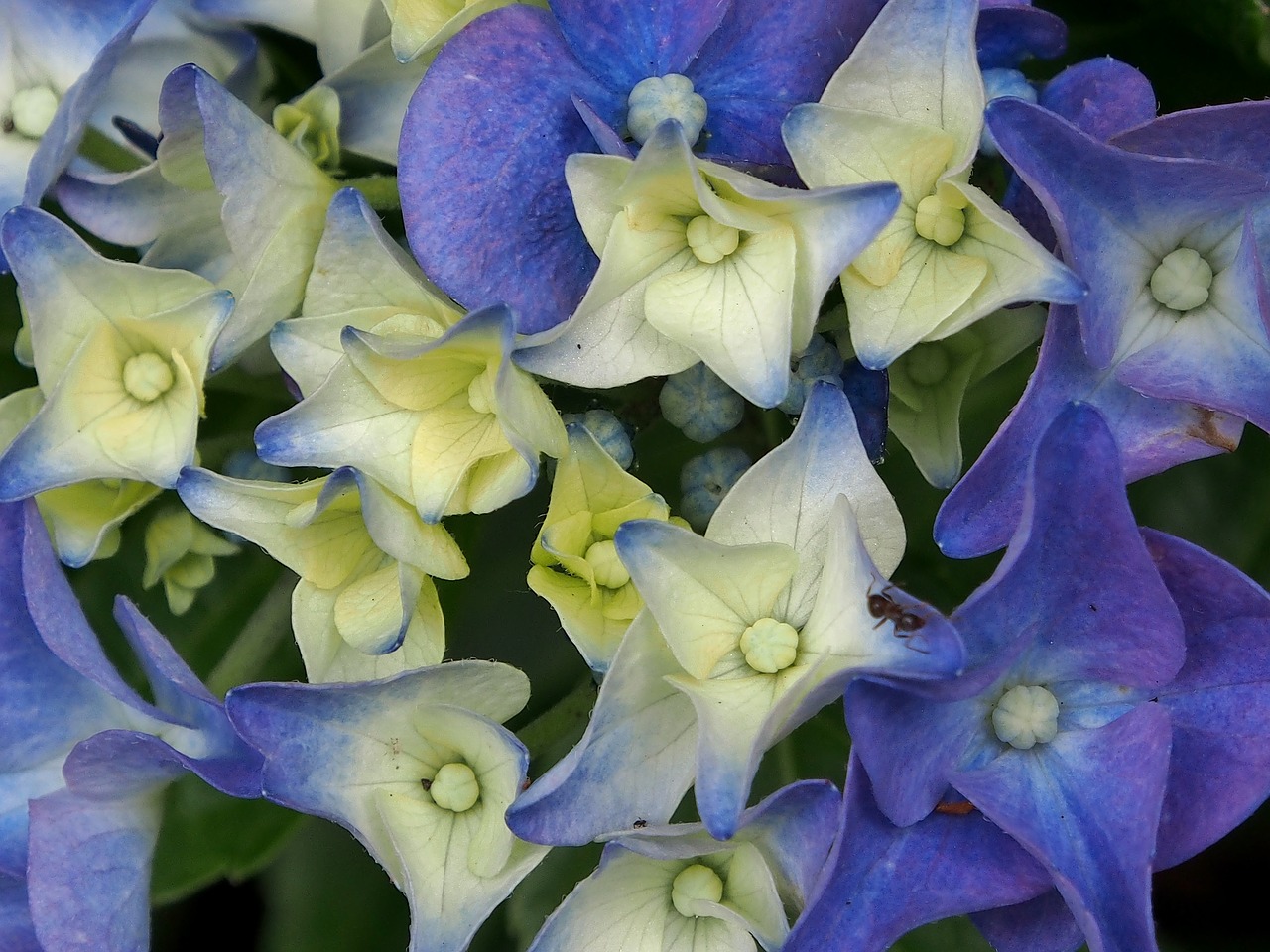 flower hydrangeas blue free photo