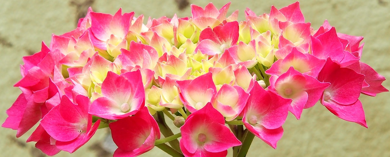 flower hydrangeas pink free photo