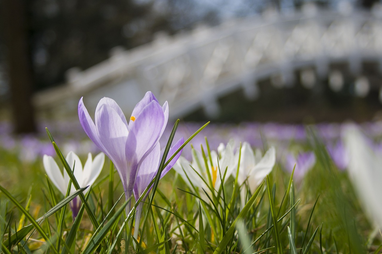 flower nature grass free photo